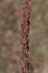 Longspike tridens